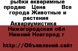 рыбки акваримные продаю › Цена ­ 30 - Все города Животные и растения » Аквариумистика   . Нижегородская обл.,Нижний Новгород г.